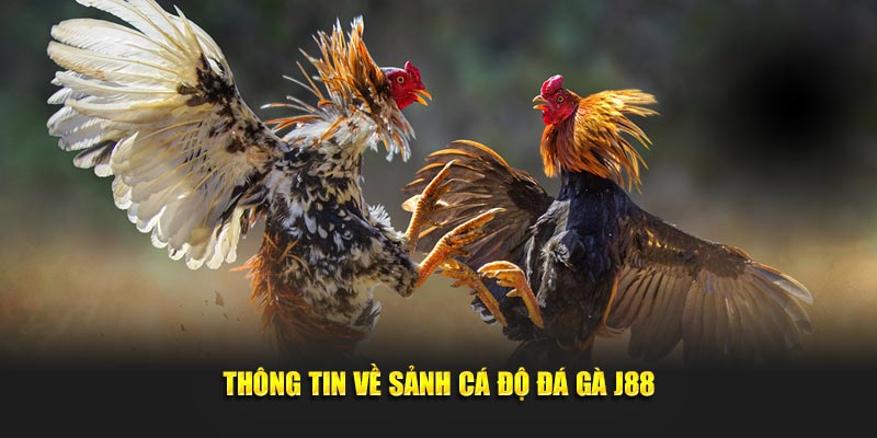 Thông tin về sảnh cá độ đá gà J88