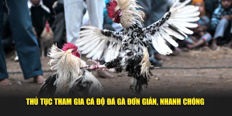 Thủ tục tham gia cá độ đá gà đơn giản, nhanh chóng